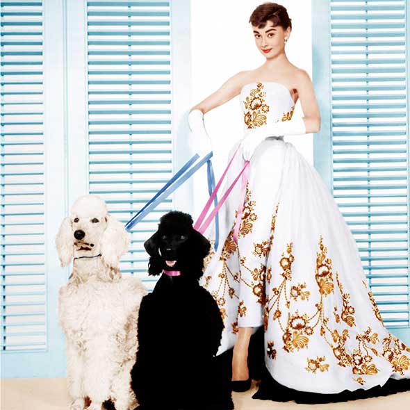 Clothing, Dog breed, Shoulder, Dress, Dog, Strapless dress, Formal wear, Window covering, Carnivore, Gown, 