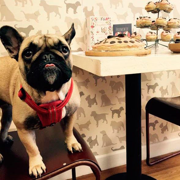 Dog, Vertebrate, Carnivore, Cuisine, Collar, Snout, Finger food, Baked goods, Working animal, Dog breed, 