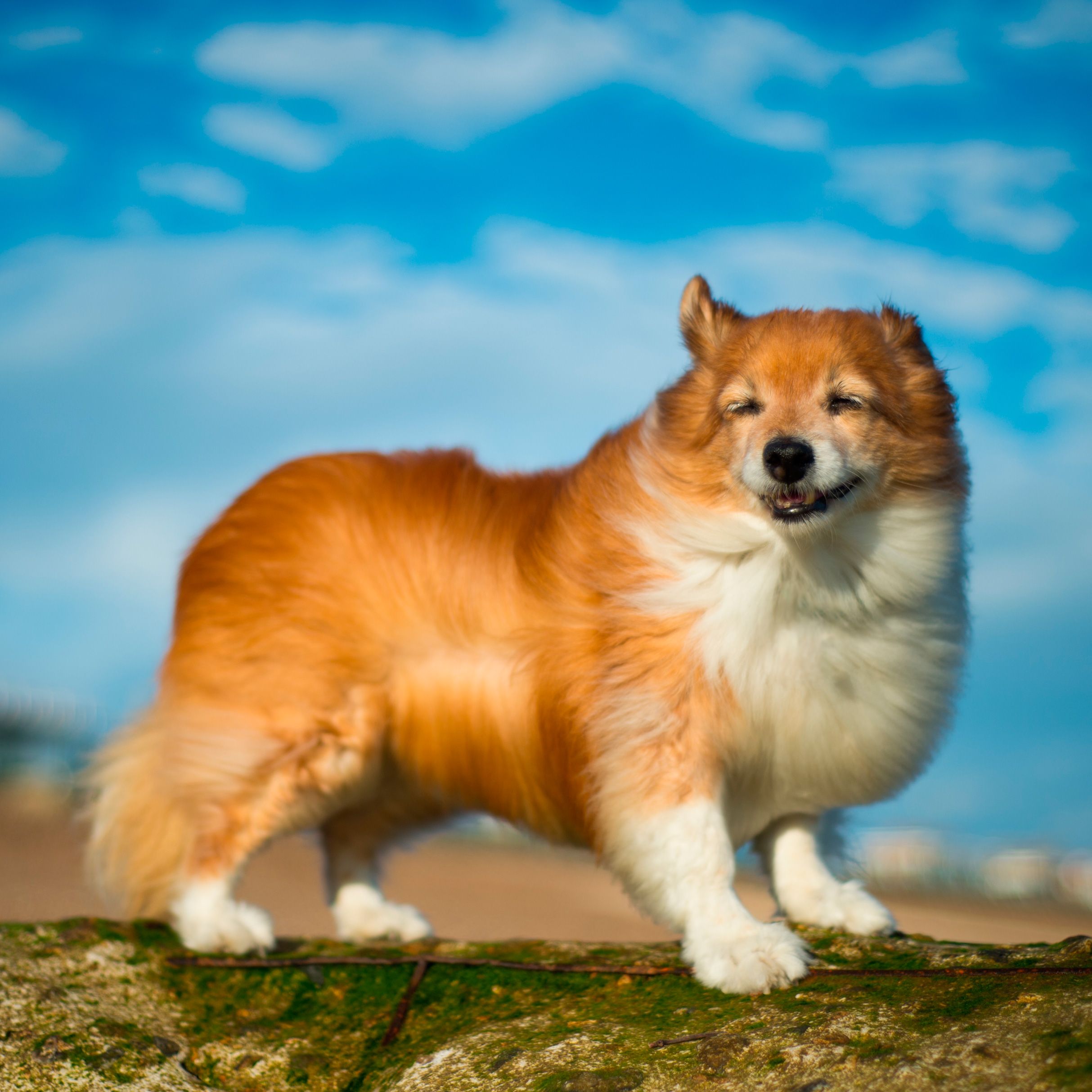 Dog breed, Daytime, Carnivore, Dog, Vertebrate, Mammal, Snout, Companion dog, Terrestrial animal, Spitz, 