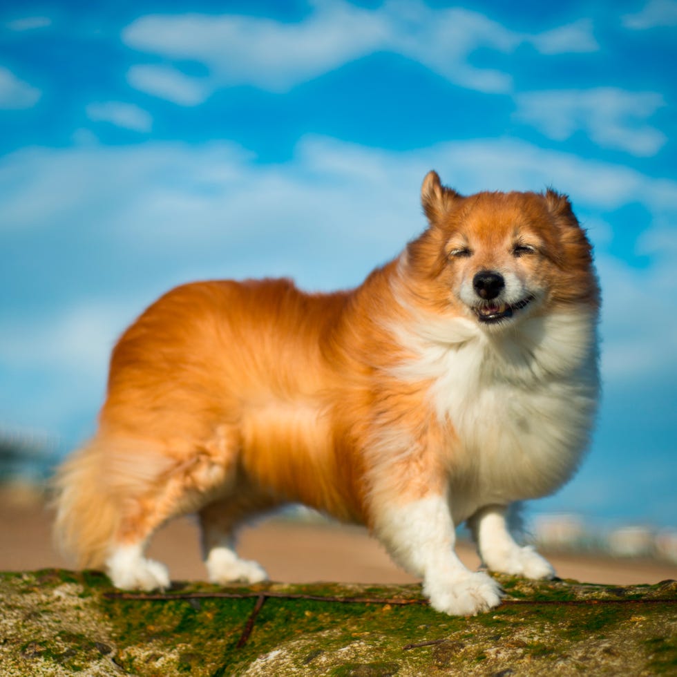 Dog breed, Daytime, Carnivore, Dog, Vertebrate, Mammal, Snout, Companion dog, Terrestrial animal, Spitz, 