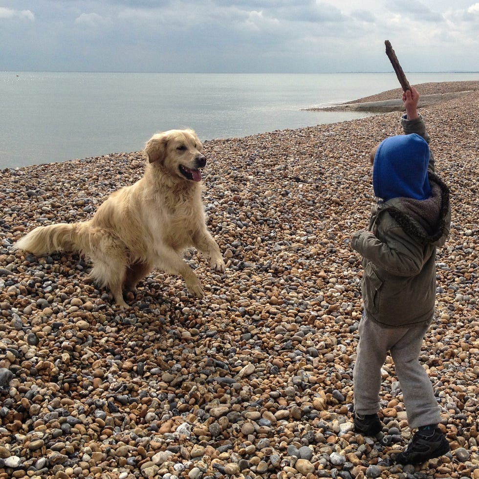 Dog breed, Human, Dog, Mammal, Carnivore, Sporting Group, People in nature, Ocean, Pebble, Companion dog, 