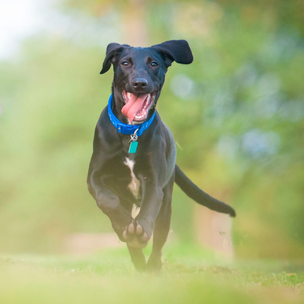 Dog breed, Dog, Collar, Carnivore, Sporting Group, Dog collar, Dog supply, Snout, Companion dog, Working animal, 