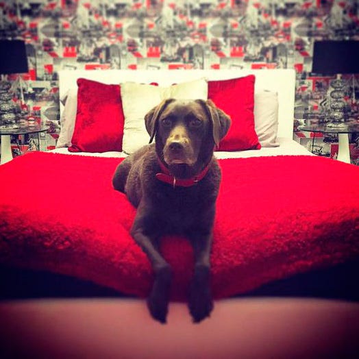 Dog breed, Dog, Red, Carnivore, Interior design, Linens, Interior design, Sporting Group, Dog supply, Home accessories, 