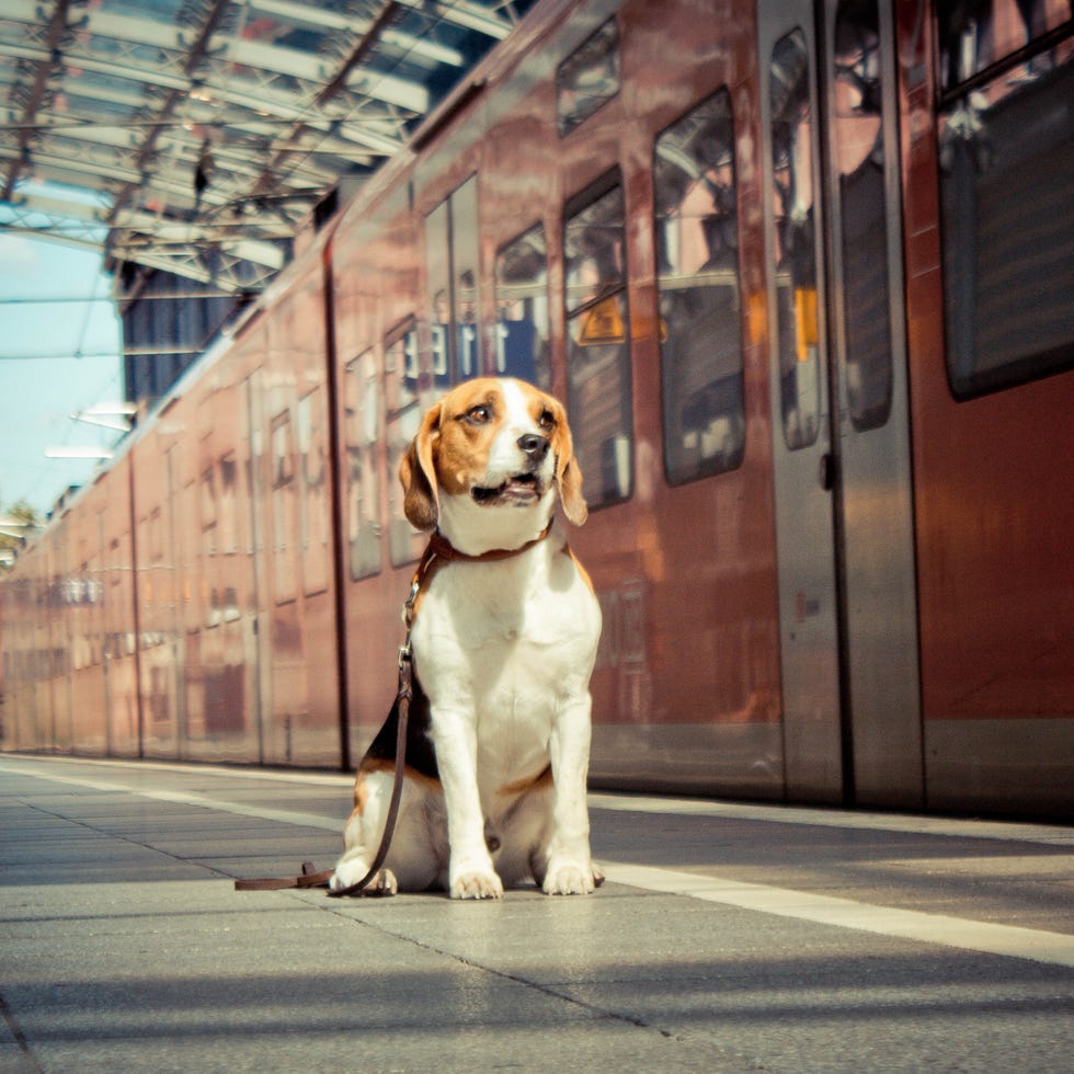 Dog breed, Dog, Carnivore, Collar, Mammal, Snout, Pet supply, Leash, Companion dog, Sporting Group, 