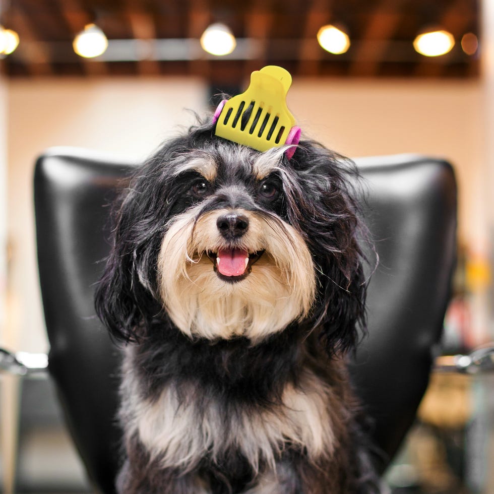 Dog breed, Dog, Carnivore, Snout, Tongue, Companion dog, Fur, Working animal, Canidae, Dog supply, 