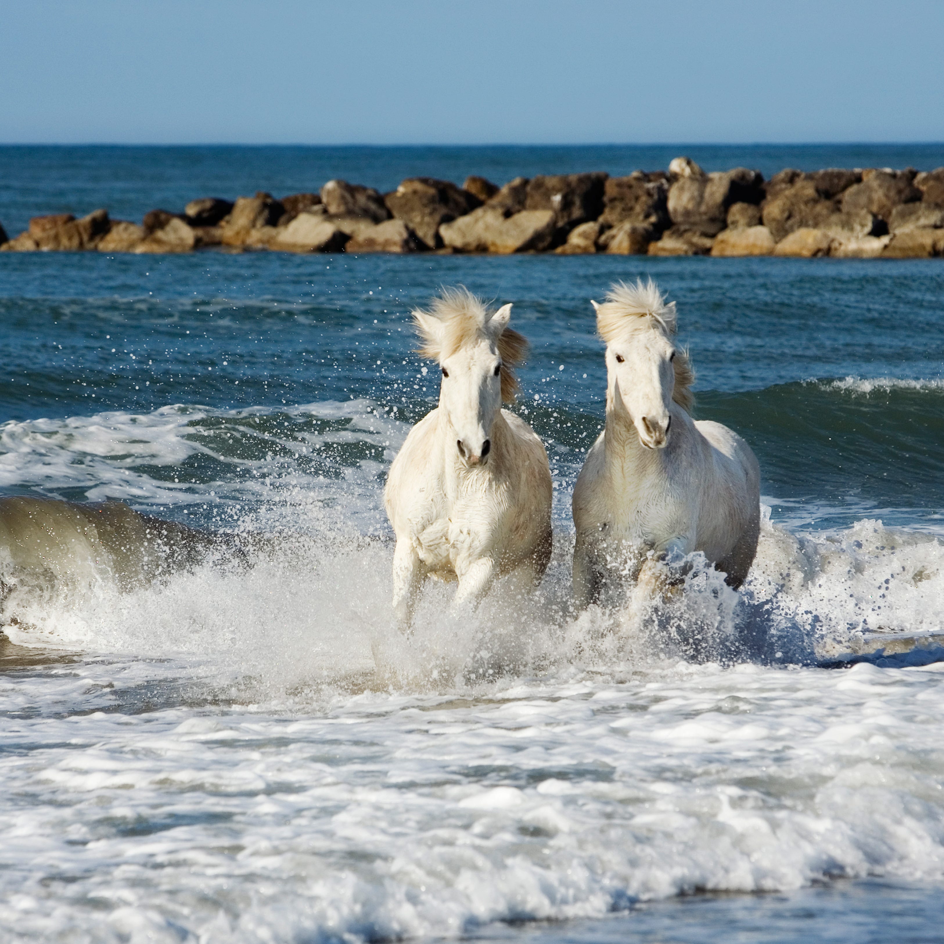 Body of water, Coastal and oceanic landforms, Fluid, Water resources, Water, Coast, Horse, Ocean, Wave, Liquid, 