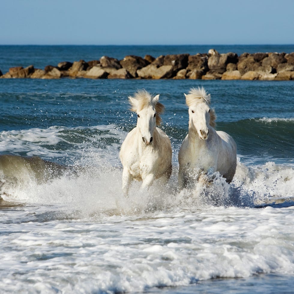 Body of water, Coastal and oceanic landforms, Fluid, Water resources, Water, Coast, Horse, Ocean, Wave, Liquid, 