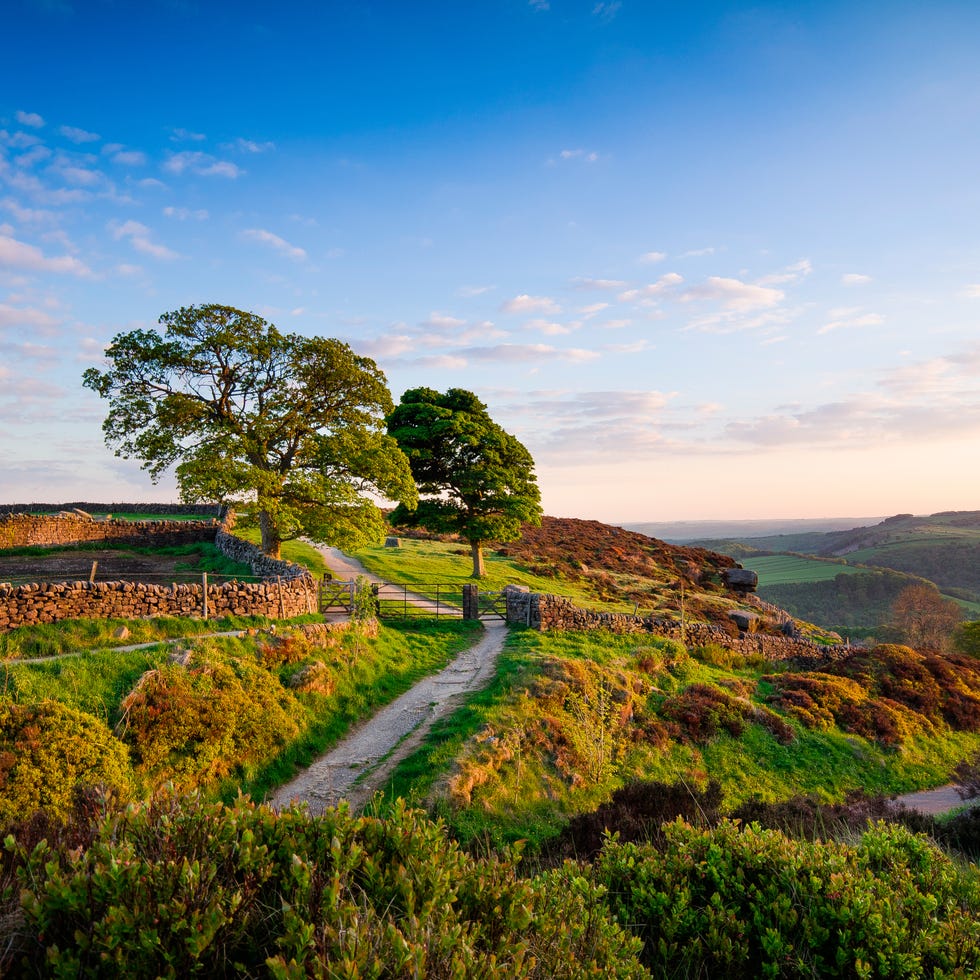 Vegetation, Natural landscape, Landscape, Shrub, Grassland, Groundcover, Plantation, Garden, Prairie, Hedge, 