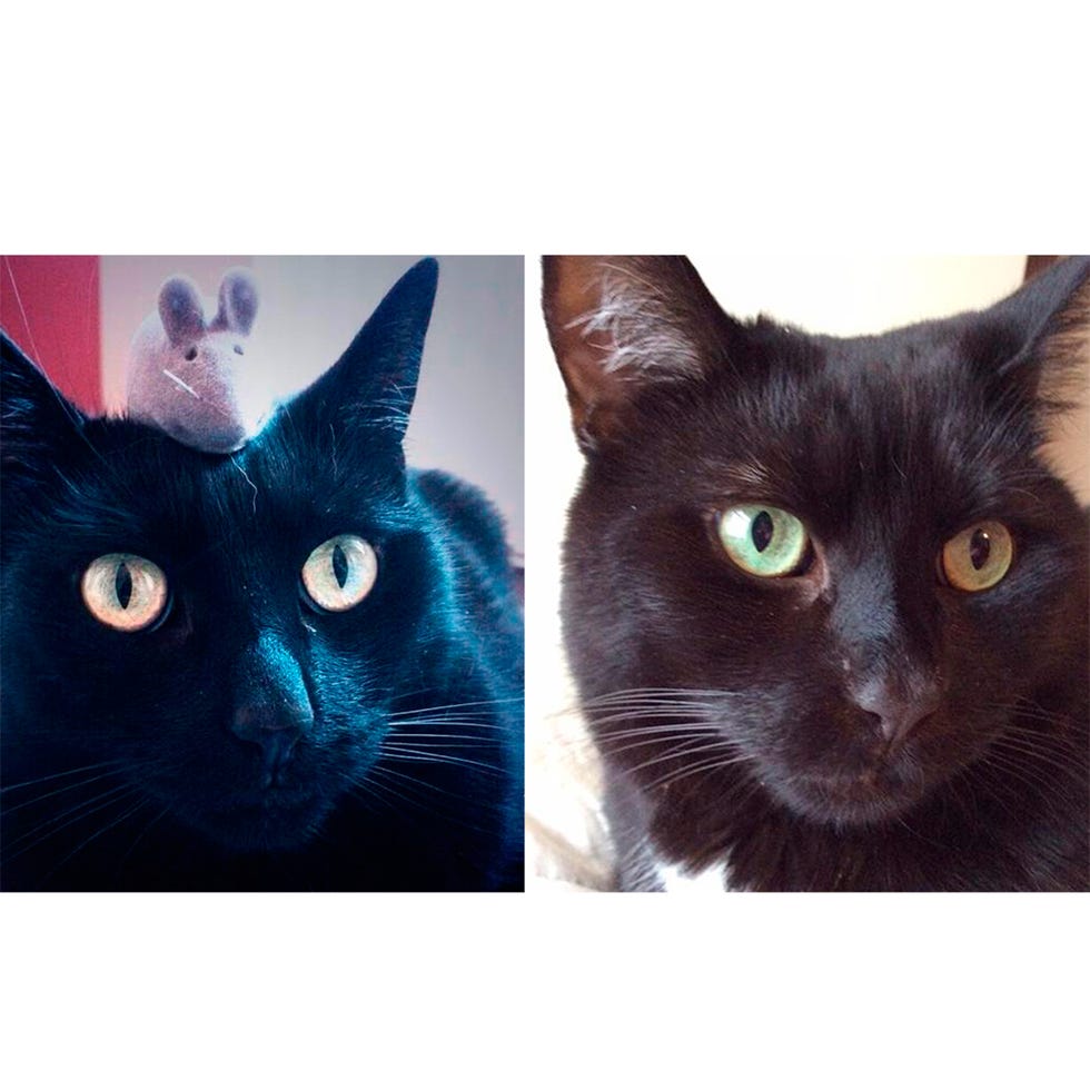 Whiskers, Small to medium-sized cats, Organism, Felidae, Vertebrate, Cat, Carnivore, Mammal, Iris, Snout, 