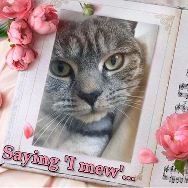 Whiskers, Petal, Vertebrate, Carnivore, Small to medium-sized cats, Felidae, Pink, Cat, Snout, Flowering plant, 