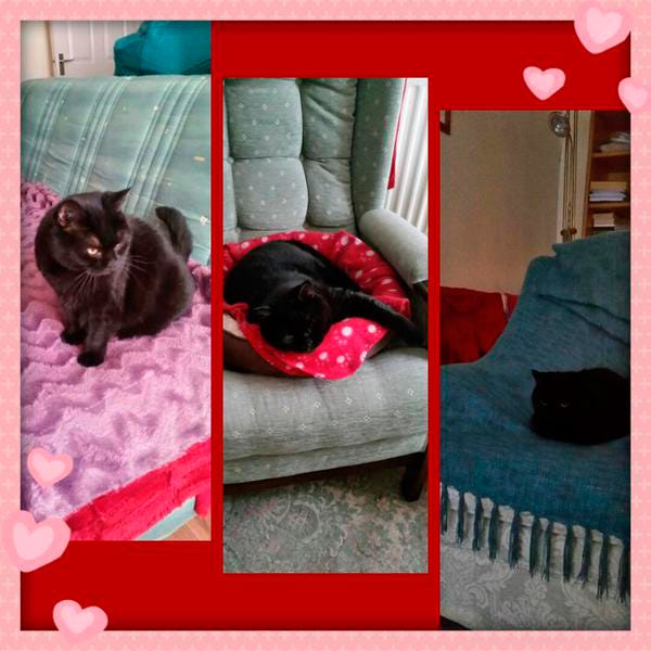 Vertebrate, Organism, Carnivore, Comfort, Small to medium-sized cats, Cat, Felidae, Teal, Fur, Pet supply, 