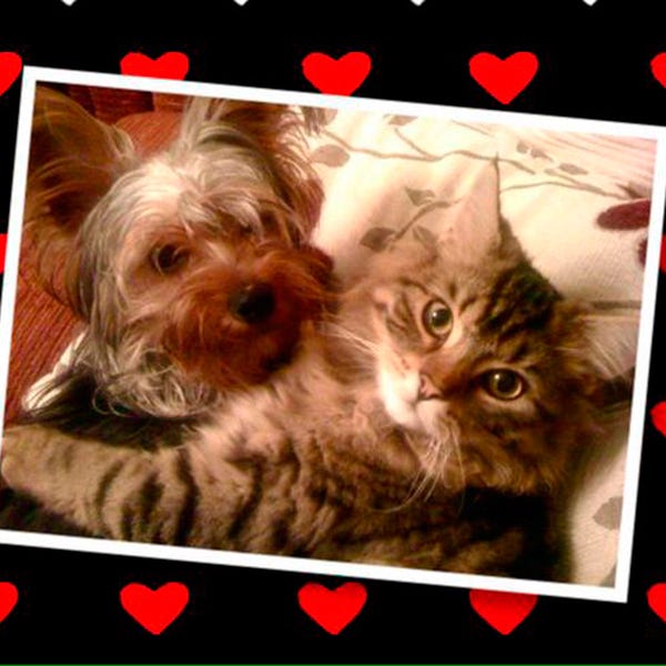 Vertebrate, Red, Carnivore, Mammal, Pattern, Small to medium-sized cats, Dog, Felidae, Carmine, Small terrier, 