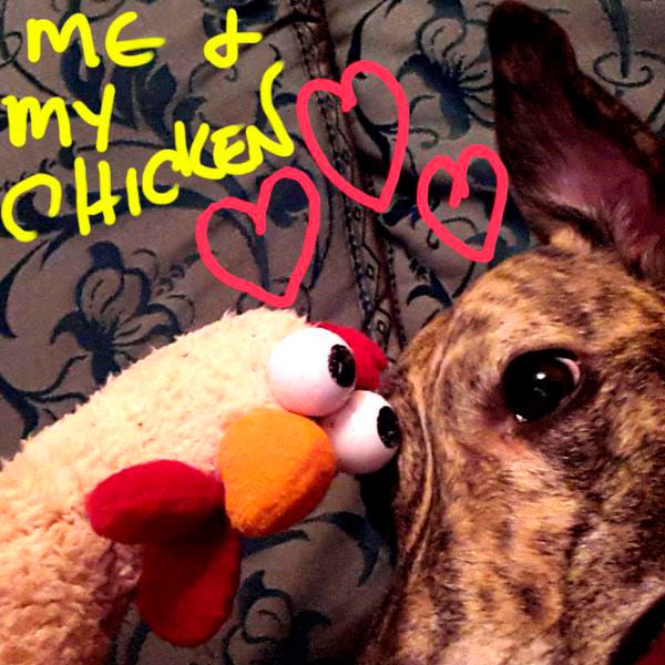 Dog breed, Dog, Toy, Carnivore, Plush, Stuffed toy, Snout, Canidae, Companion dog, Sighthound, Dog breed, Dog, Toy, Carnivore, Plush, Stuffed toy, Snout, Canidae, Companion dog, Sighthound,