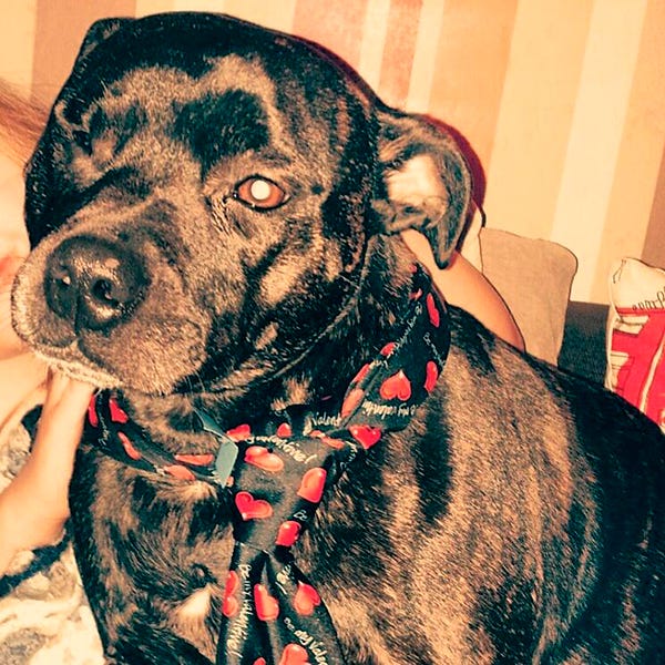 Dog breed, Skin, Dog, Collar, Carnivore, Snout, Working animal, Pet supply, Dog collar, Sporting Group, 