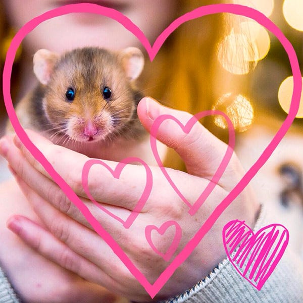 Skin, Pest, Vertebrate, Pink, Rodent, Heart, Rat, Iris, Snout, Mouse, 