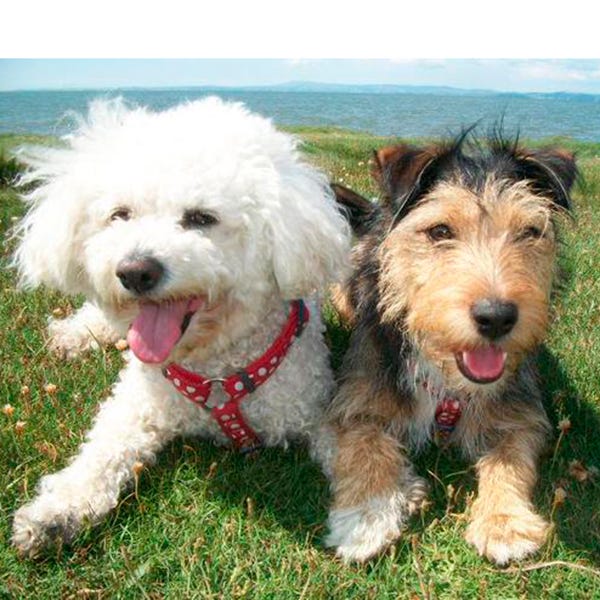 Dog, Dog breed, Carnivore, Vertebrate, Mammal, Terrier, Snout, Companion dog, Toy dog, Working animal, 