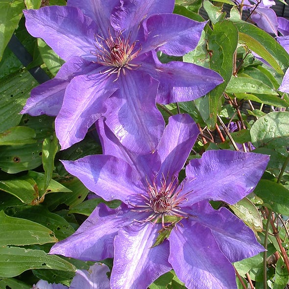 Blue, Petal, Plant, Flower, Purple, Lavender, Violet, Botany, Flowering plant, Groundcover, 