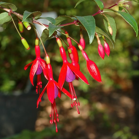 Red, Carmine, Botany, Terrestrial plant, Fuchsia, Coquelicot, Evening primrose family, 