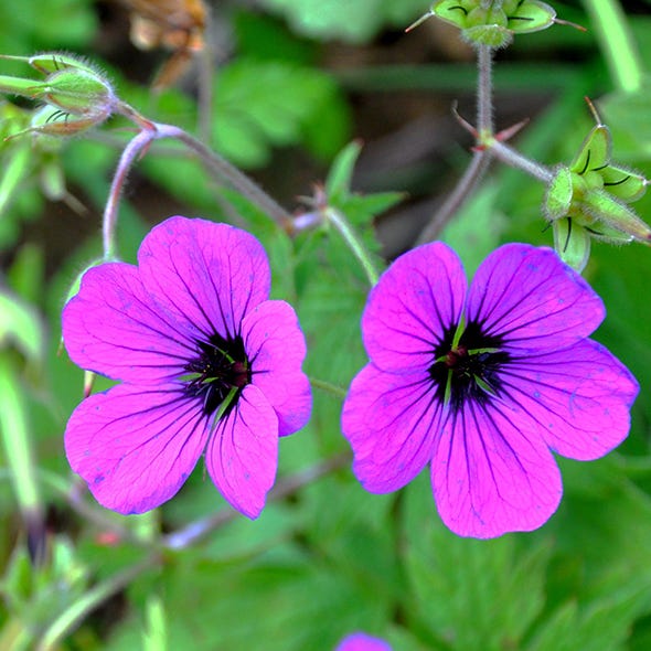 Plant, Flower, Petal, Magenta, Purple, Botany, Violet, Plant stem, Flowering plant, Spring, 