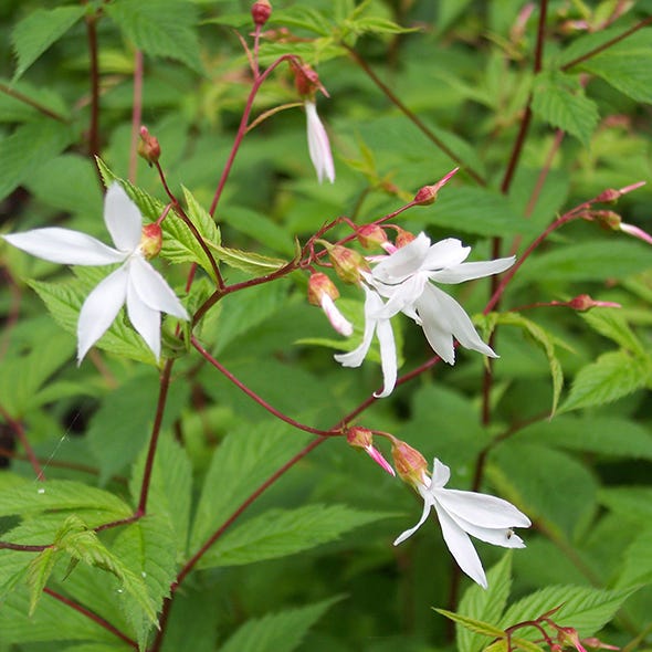Plant, Flower, Petal, Woody plant, Flowering plant, Botany, Pedicel, Wildflower, Herbaceous plant, Lily family, 