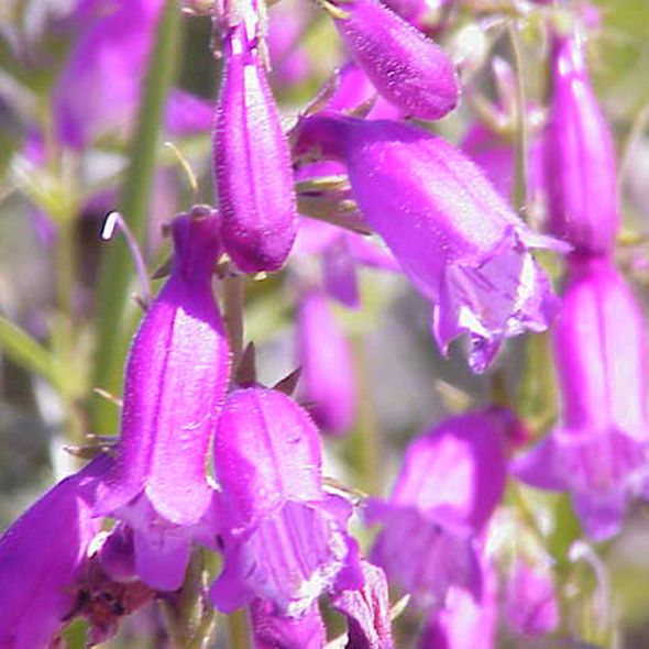 Flower, Purple, Violet, Lavender, Flowering plant, Botany, Magenta, Bellflower family, Herbaceous plant, Wildflower, 