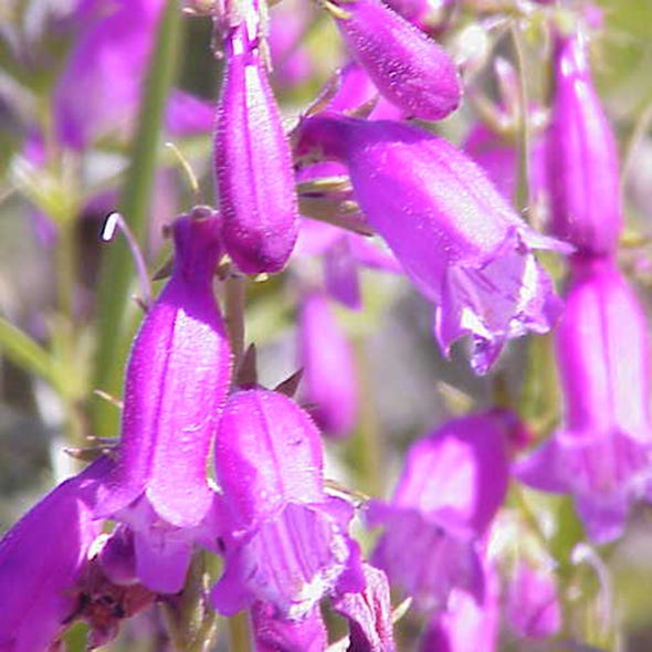 Flower, Purple, Violet, Lavender, Flowering plant, Botany, Magenta, Bellflower family, Herbaceous plant, Wildflower, 