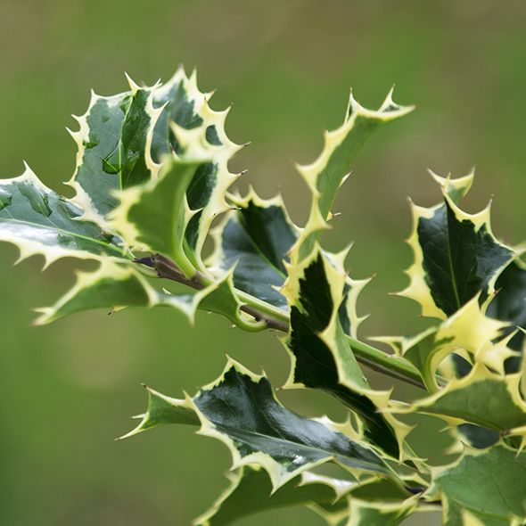 Vegetation, Green, Leaf, Botany, Terrestrial plant, Thorns, spines, and prickles, Annual plant, Macro photography, Perennial plant, Stock photography, 