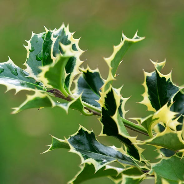 Vegetation, Green, Leaf, Botany, Terrestrial plant, Thorns, spines, and prickles, Annual plant, Macro photography, Perennial plant, Stock photography, 