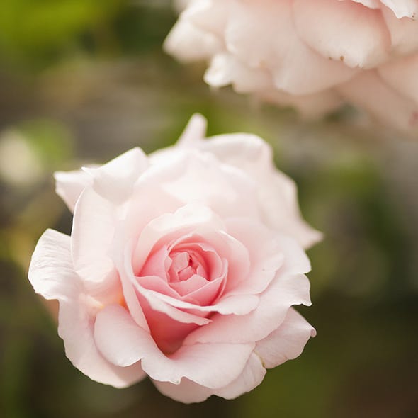 Petal, Flower, Pink, Botany, Flowering plant, Rose family, Garden roses, Spring, Rose order, Rose, 