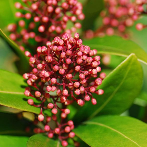 Flower, Red, Macro photography, Herbaceous plant, Milkweed, 