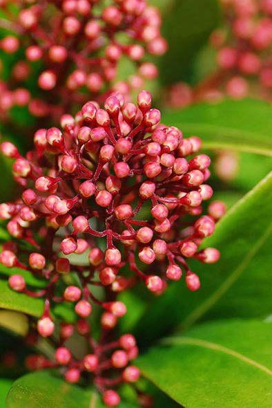 Flower, Red, Macro photography, Herbaceous plant, Milkweed, 