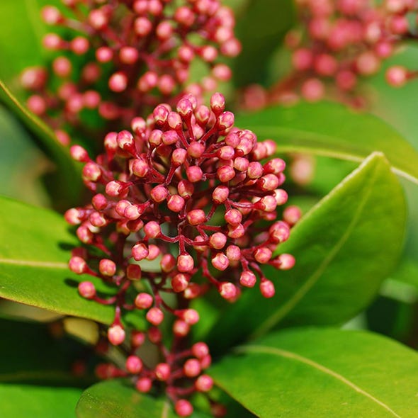 Flower, Red, Macro photography, Herbaceous plant, Milkweed, 