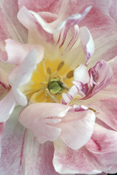 Petal, Flower, Pink, Flowering plant, Paint, Spring, Close-up, Illustration, Painting, Herbaceous plant, 