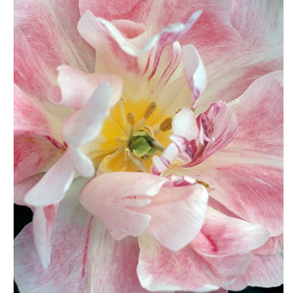 Petal, Flower, Pink, Flowering plant, Paint, Spring, Close-up, Illustration, Painting, Herbaceous plant, 
