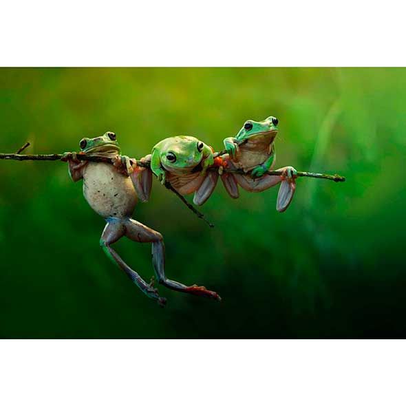 Nature, Organism, Invertebrate, Arthropod, Pest, Insect, Adaptation, Botany, Terrestrial animal, Macro photography, 
