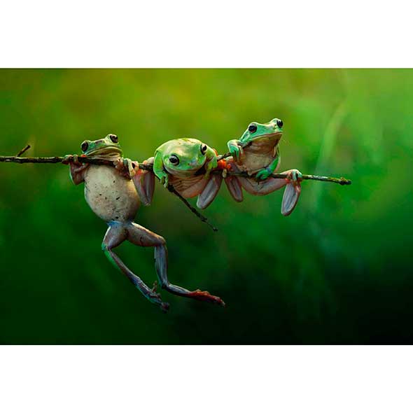 Nature, Organism, Invertebrate, Arthropod, Pest, Insect, Adaptation, Botany, Terrestrial animal, Macro photography, 