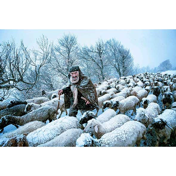 Winter, Freezing, Sheep, Snow, Sheep, Fur, Shepherd, Herder, Frost, Herd, 