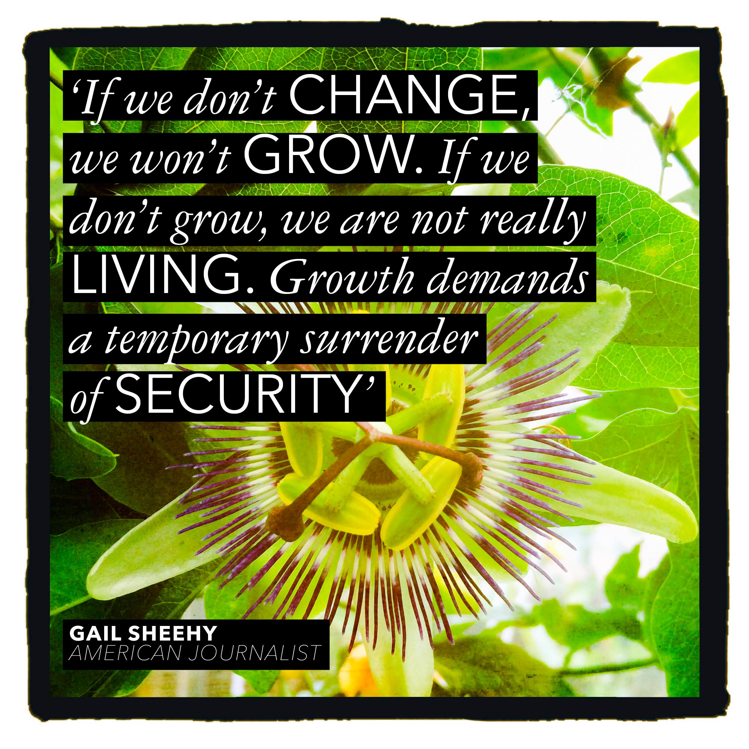 Yellow, Terrestrial plant, Flowering plant, Rectangle, Passion flower family, Passion flower, 