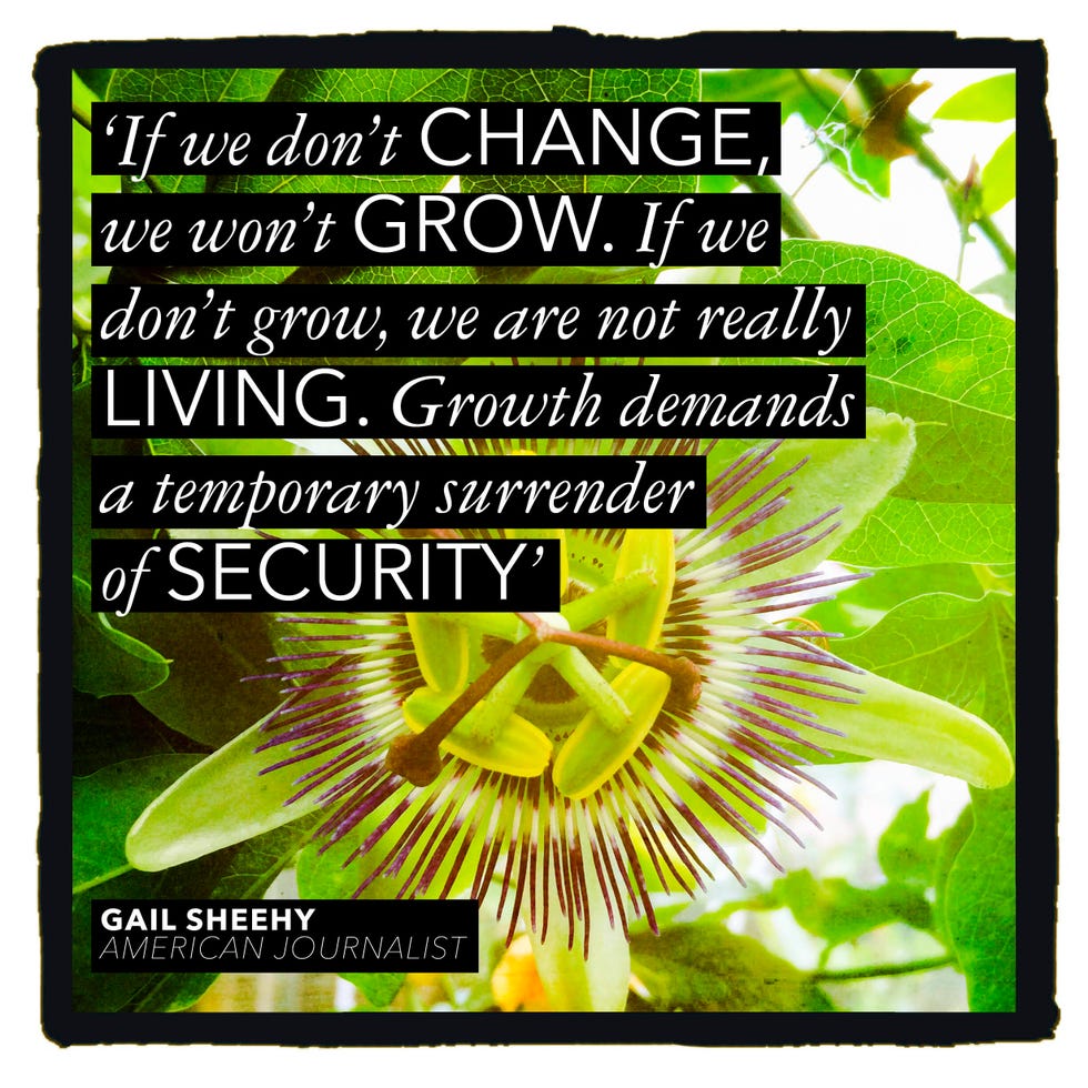 Yellow, Terrestrial plant, Flowering plant, Rectangle, Passion flower family, Passion flower, 