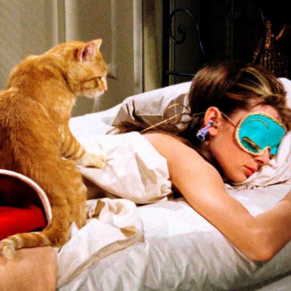 Comfort, Small to medium-sized cats, Felidae, Cat, Earrings, Carnivore, Whiskers, Sitting, Fur, Hair accessory, 