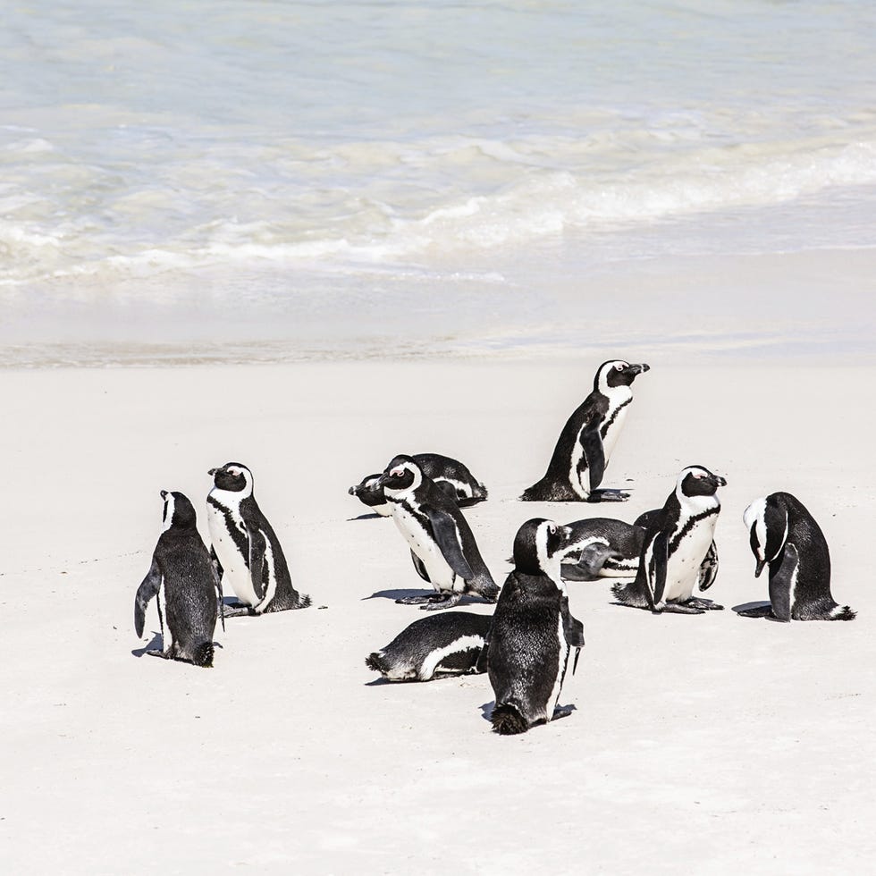 Penguin, Organism, Natural environment, Beak, Bird, Flightless bird, Adaptation, Ecoregion, Neck, Terrestrial animal, 