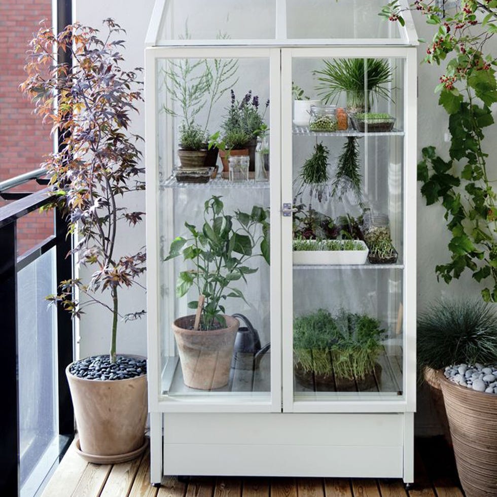 Flowerpot, Plant, Interior design, Fixture, Houseplant, Annual plant, Herb, Perennial plant, Basket, Greenhouse, 