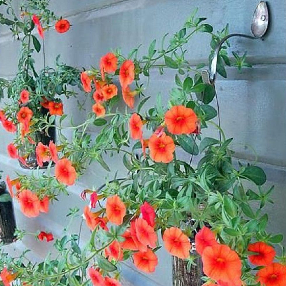 Plant, Petal, Flower, Flowering plant, Orange, Plant stem, Floristry, Coquelicot, Pedicel, Peach, 