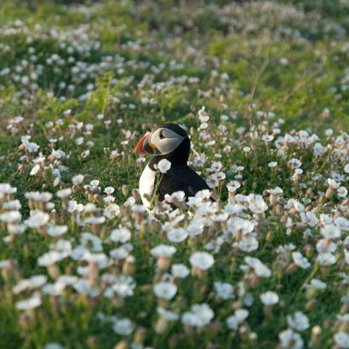 Puffin, Auk, Atlantic puffin, Flower, Petal, Groundcover, Wildflower, Toy, Meadow, Spring, 