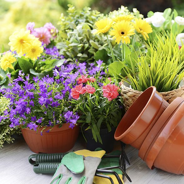 Flowerpot, Plant, Flower, Petal, Purple, Flowering plant, Botany, Garden, Floristry, Lavender, 