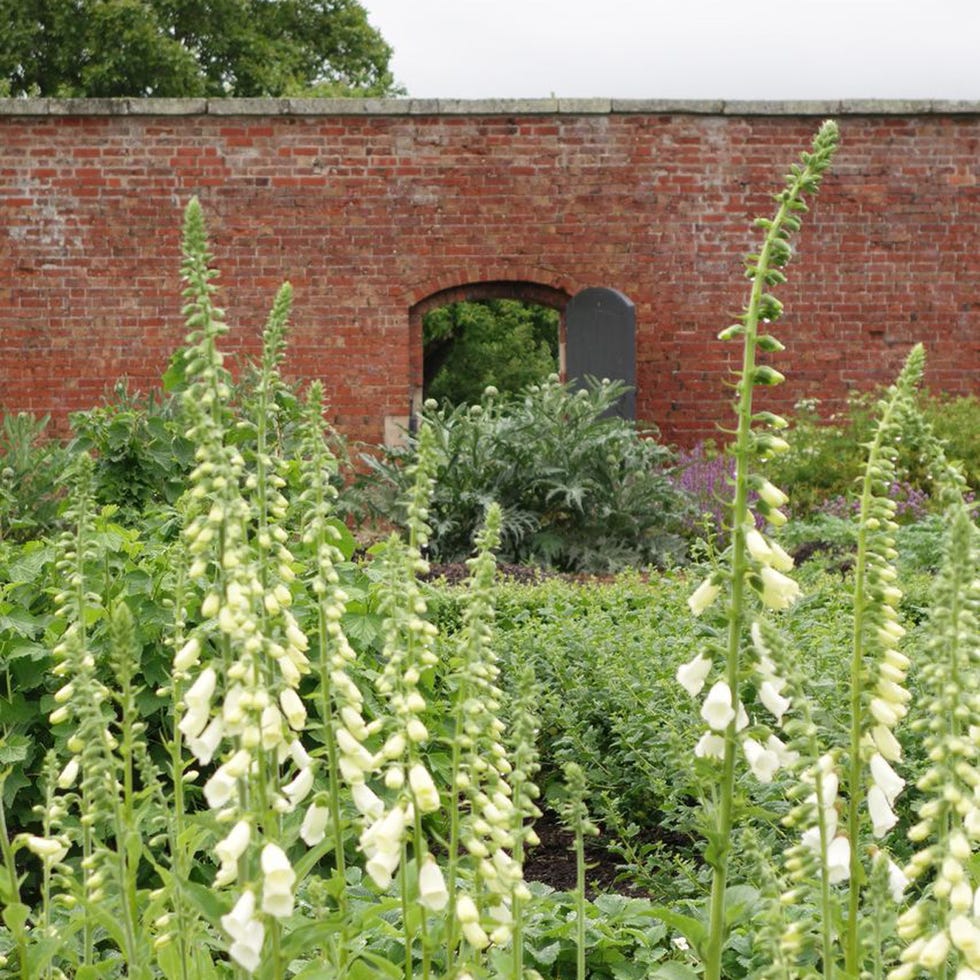 Plant, Brick, Shrub, Garden, Brickwork, Digitalis, Arch, Annual plant, Herbaceous plant, Plantation, 