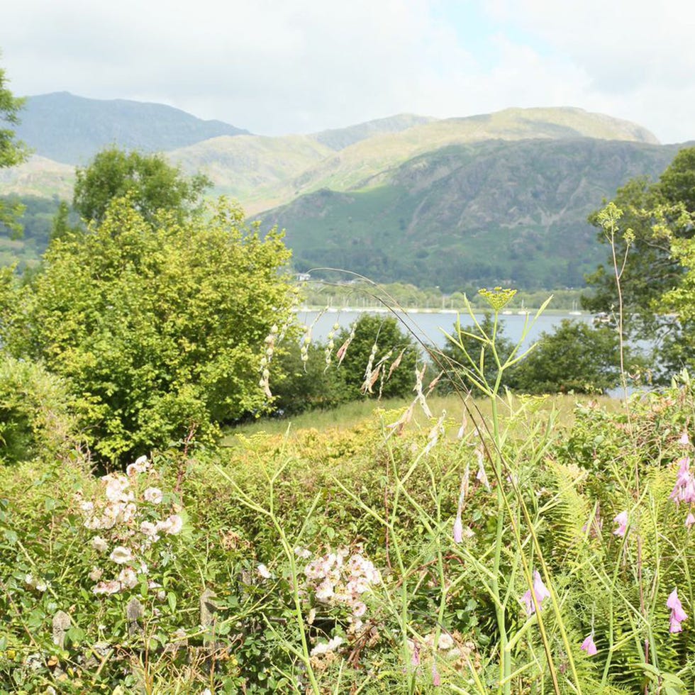 Vegetation, Mountainous landforms, Plant community, Natural landscape, Highland, Hill, Mountain, Valley, Wildflower, Shrub, 