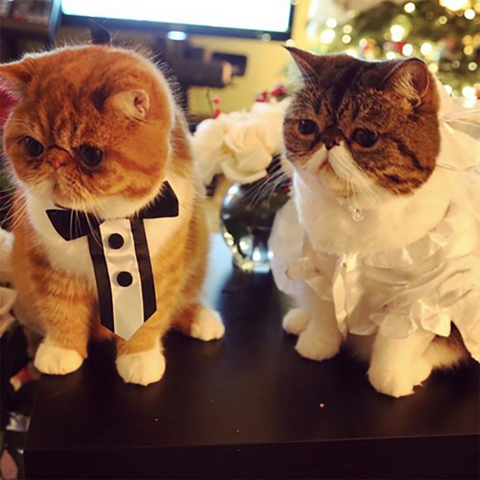 Whiskers, Vertebrate, Organism, Carnivore, Small to medium-sized cats, Cat, Felidae, Snout, Cat toy, Fur, Whiskers, Vertebrate, Organism, Carnivore, Small to medium-sized cats, Cat, Felidae, Snout, Cat toy, Fur,