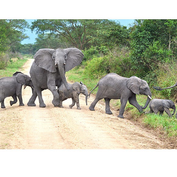 Elephant, Elephants and Mammoths, Natural landscape, Organism, Vertebrate, Terrestrial animal, Plant community, Nature reserve, Landscape, Working animal, Elephant, Elephants and Mammoths, Natural landscape, Organism, Vertebrate, Terrestrial animal, Plant community, Nature reserve, Landscape, Working animal,