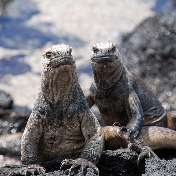 Organism, Iguania, Terrestrial animal, Adaptation, Snout, Grey, Scaled reptile, Lizard, Iguanidae, Wildlife, Organism, Iguania, Terrestrial animal, Adaptation, Snout, Grey, Scaled reptile, Lizard, Iguanidae, Wildlife,